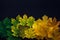 Green and yellow maple leaves laid out in row on black background. Autumn concept, color gradient, image for design with copy