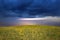 Green yellow meadow field with flowers and grass  blue cloudy gold  pink sunset  and sun beam on sky  evening hature landscape