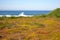 Green and yellow moss and grass on Atlantic ocean coast. Summer seashore with splashing waves on horizon.