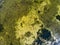 Green, yellow moss, vegetation on small lake aerial drone shot,