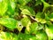 Green and yellow motif leafs tropical plants in the garden. Stock photo.