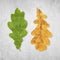 Green and yellow oak leaves isolated on distressed gray background