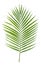 Green yellow palm or butterfly leaf isolated