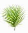 Green yellow palm or butterfly leaf isolated