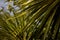 Green and yellow palm exotic tree leaves, close up