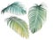 Green and yellow palm leaves collection, tropical plant isolated