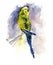 Green and yellow parrot on blue background. Watercolor painting.
