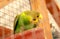 The green and yellow parrot sits on a pot in a cage.