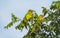 Green and yellow parrots among tree leaves