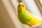 Green and yellow pied budgerigar, parakeet in natual light