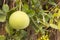 Green yellow pomelo fruit on a tree