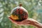 Green yellow pumpkin on a hand. The hand hold little pumpkin close up on blurred nature background