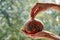 Green yellow pumpkin in the hands. Two hands hold little pumpkin close up on blurred nature background