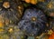 Green and yellow pumpkin pile. Ripe squash closeup photo. Autumn season background. Thanksgiving or Halloween