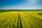 Green and yellow rape fields, Poland from above