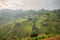 The green and yellow rice fields at the foot of the green mountains, in Asia, in Vietnam, in Tonkin, in Bac Ha, towards Lao Cai,