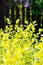 Green and yellow shrub with fence