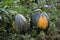 Green with yellow side pumpkins lie on the grass in the garden. Harvest. Beautiful summer photography