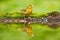 Green and yellow songbird European Greenfinch, Carduelis chloris, sitting on the yellow larch branch, with clear grey background.