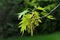 Green-yellow spring leaves and fading hanged flowers of Northern Red Oak, latin name Quercus Rubra,