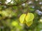 Green and yellow star apple fruit carambola