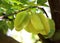 Green and yellow star apple fruit carambola