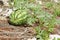 Green And Yellow Stripe Watermelon On Vine