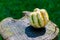 Green and yellow striped gourd or pumpkin on a wooden table in nature