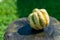 Green and yellow striped gourd or pumpkin on a wooden table in nature