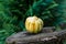 Green and yellow striped gourd or pumpkin on a wooden table in nature