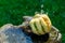 Green and yellow striped gourd or pumpkin on a wooden table in the rain