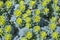 Green and yellow succulents carpet stone roses. Floral background