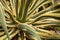 Green and yellow variegated Agave plant