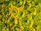 Green Yellow Water Fern Crowd