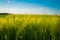 Green and yellow wheat field in spring season under blue sky, wide photo. With copy space