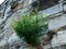 Green and yellow wild flower growing out of stone fortress wall`s cracks