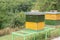 Green and yellow wooden Hives in an apiary with bees. Hives in nature. Apiculture