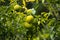 Green and Yellow Yuzu fruit in Japan.