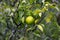 Green and Yellow Yuzu fruit in Japan.