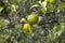 Green and Yellow Yuzu fruit in Japan.