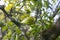 Green and Yellow Yuzu fruit in Japan.