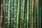 Green young bamboo background wall