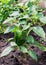 Green young bell pepper in the garden in the greenhouse.