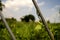 green young creeping plant climber under sunlight with beautiful background