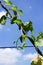 green young creeping plant climber under sunlight with beautiful background