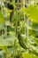 Green young cucumbers hang in the garden. The garter and the formation of cucumber lashes, household.