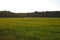 Green young field in the countryside. Agro Cultures. Food, selective focus