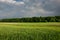 Green young field of grain, forest and stormy clouds