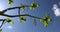 green young foliage and inflorescences on spring walnut trees