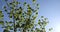 green young foliage of spring maples